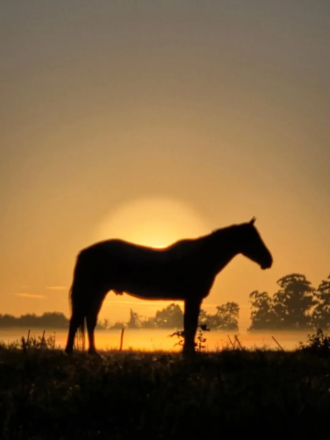 La Carlota del Monte - Tierra de Caballos — captura 6